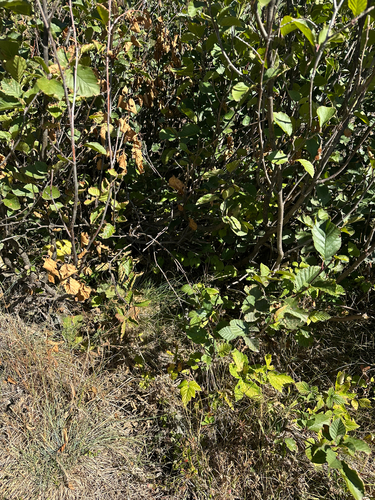 Vipera aspis atra