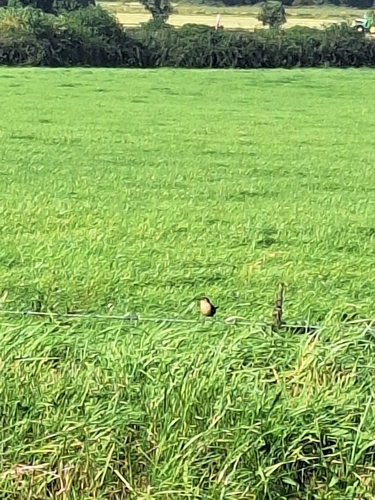 Eurasian Wren