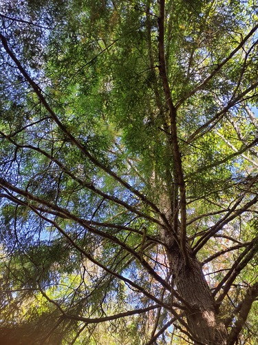 eastern hemlock