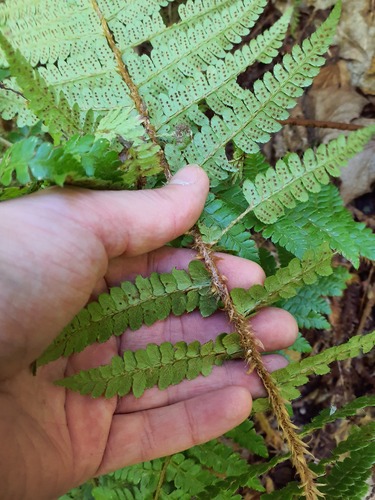 Braun's holly fern