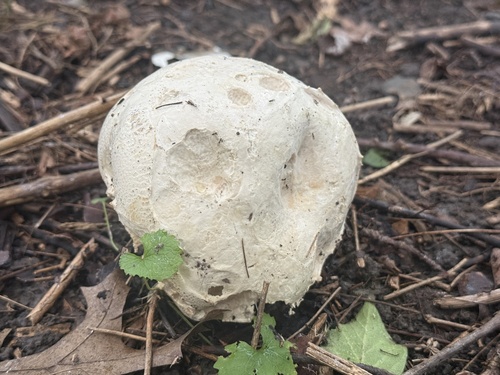 giant puffball