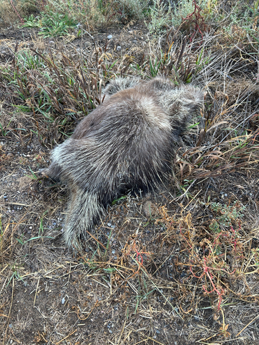 North American Porcupine