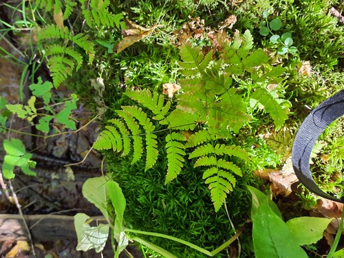 northern oak fern