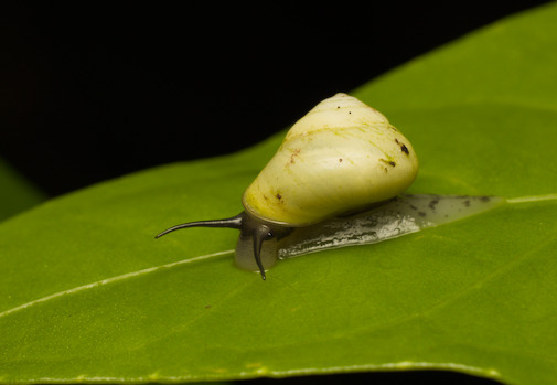 Helicina platychila