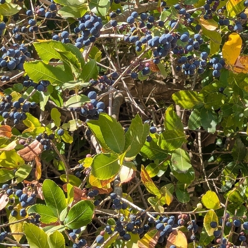 Phillyrea latifolia, photograph 4