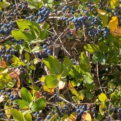 Phillyrea latifolia, photograph (c) Dmitry Trutsko, some rights reserved (CC BY)