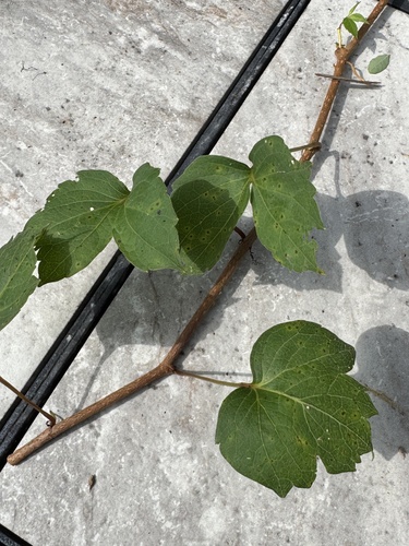 Virginia creeper