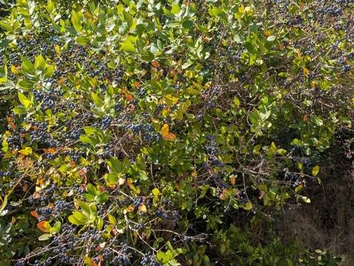 Phillyrea latifolia, photograph 5