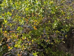 Phillyrea latifolia, photograph (c) Dmitry Trutsko, some rights reserved (CC BY)
