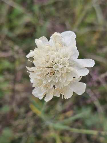 Cream Scabious