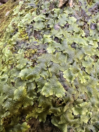 Snakewort