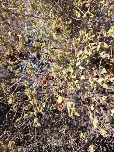 Sage-leaved Rock-rose
