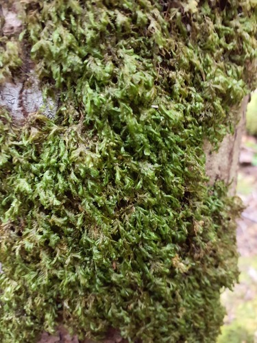 Lime Homalia Moss