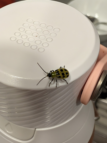Spotted Cucumber Beetle