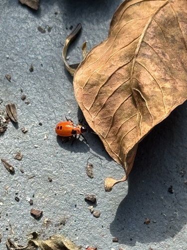 False Milkweed Bug