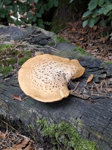 Dryad's Saddle