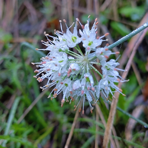 Allium ochroleucum