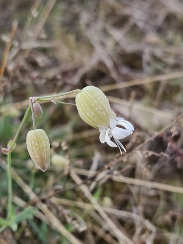 bladder campion
