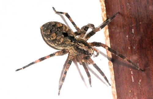 Mediterranean Spiny False Wolf Spider