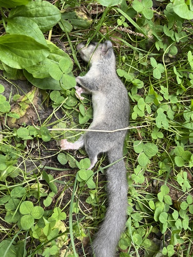 European Fat Dormouse