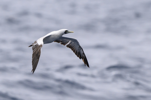 iNaturalist image