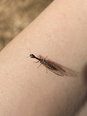 Raphidiinae