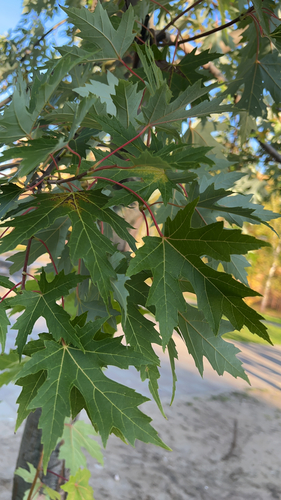 silver maple