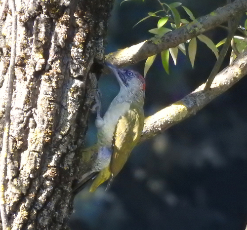 Eurasian Green Woodpecker