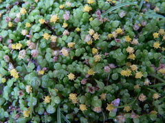 Nananthea perpusilla