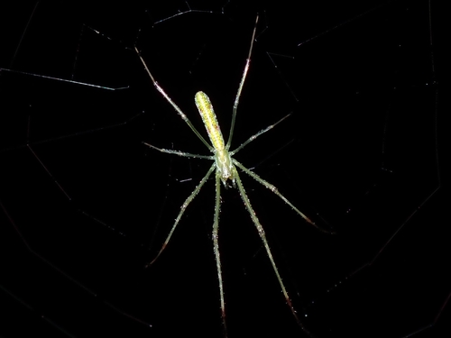 Tetragnatha hasselti