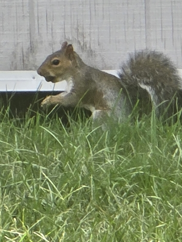 Eastern Gray Squirrel