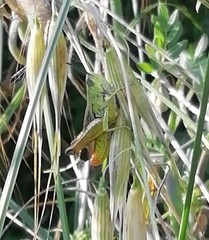 Chorthippus apicalis