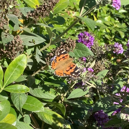 Painted Lady