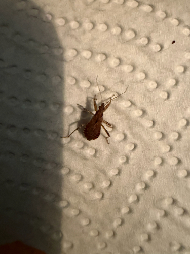 Ant Damselbug