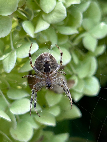 Cross Orbweaver