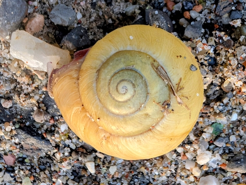 Brown-lipped Snail