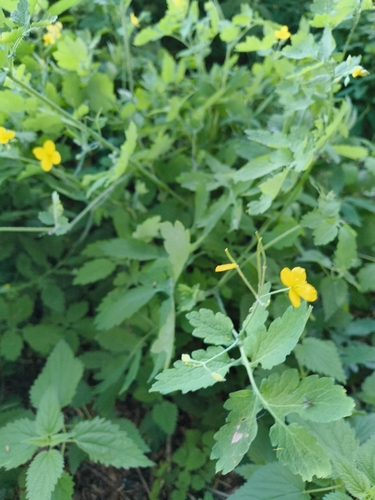 Greater celandine