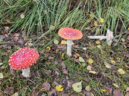 Fly Agaric
