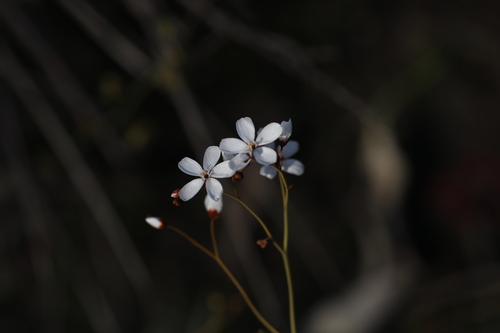 Drosera gigantea