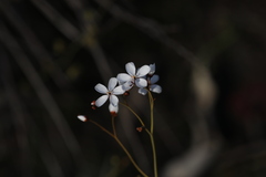Drosera gigantea