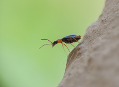 Hypebaeus flavicollis