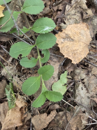 heath speedwell