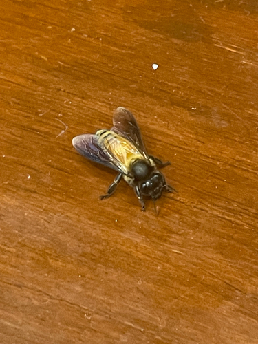 Giant Honey Bee