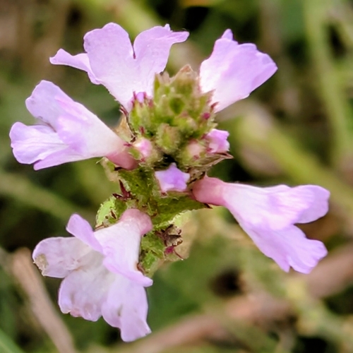 Common vervain