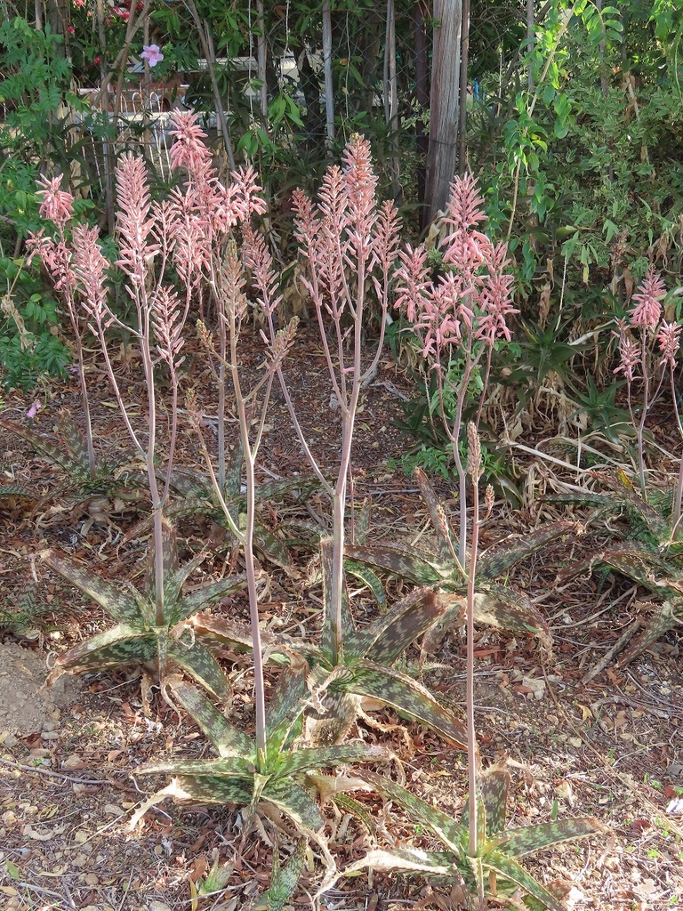 ground spotted aloe (Aloe greenii)  iNaturalist