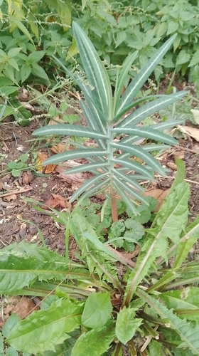 caper spurge