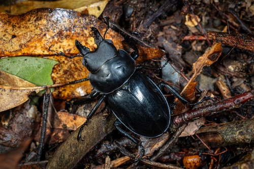 Neolucanus eugeniae
