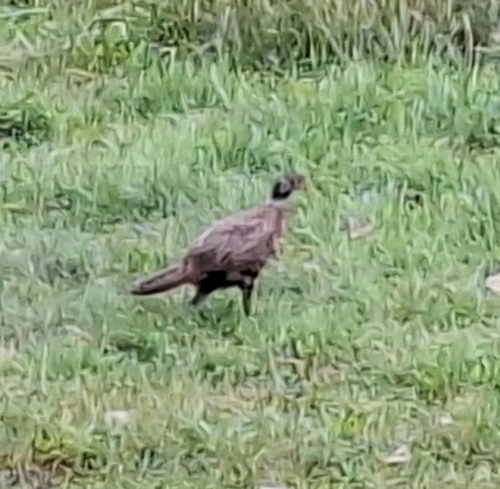 Ring-necked Pheasant