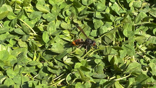 Yellow-legged Hornet