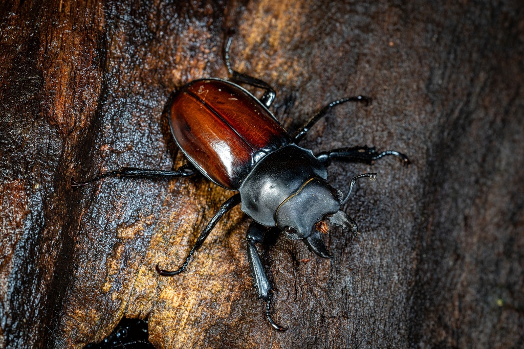 Neolucanus eugeniae